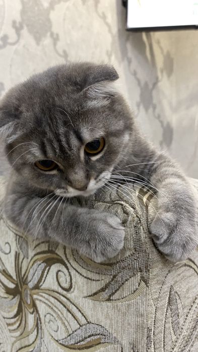 Шотландская вислоухая кошка