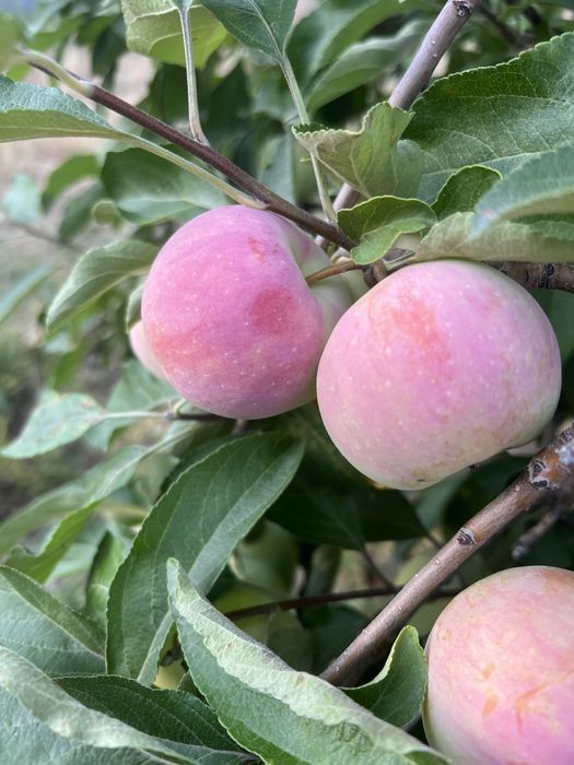 Яблоки, сорт Конфетка
