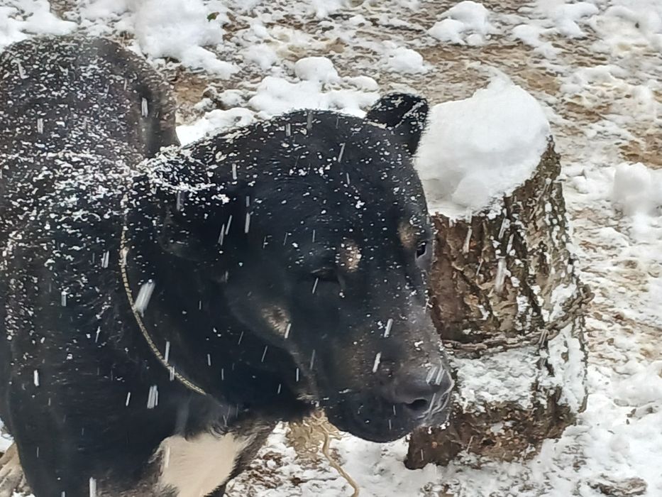 Охранник собаки боетс
