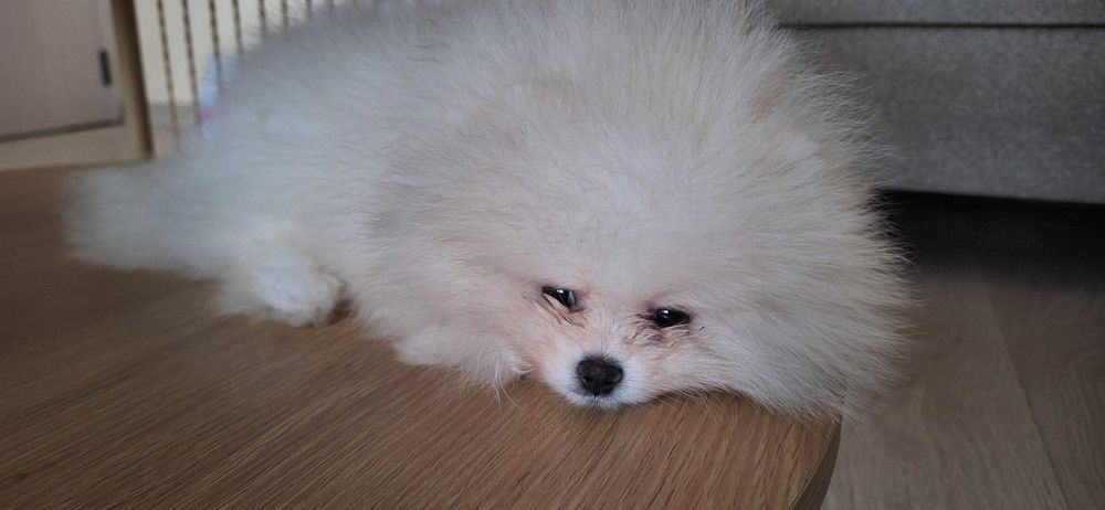 Мини бял померан