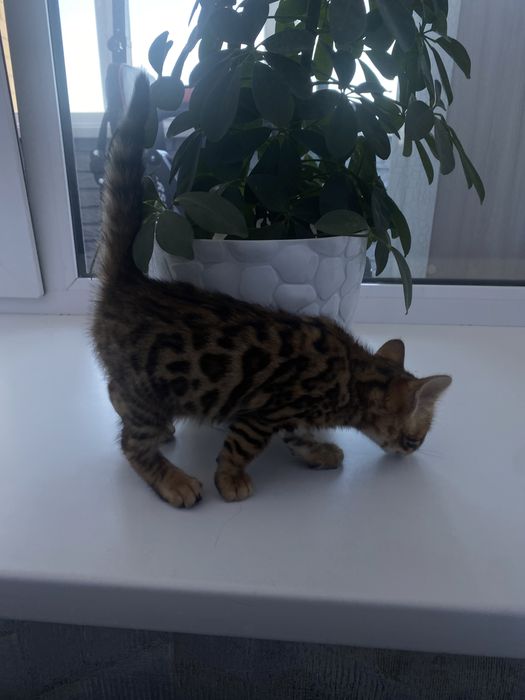 бенгальская кошка