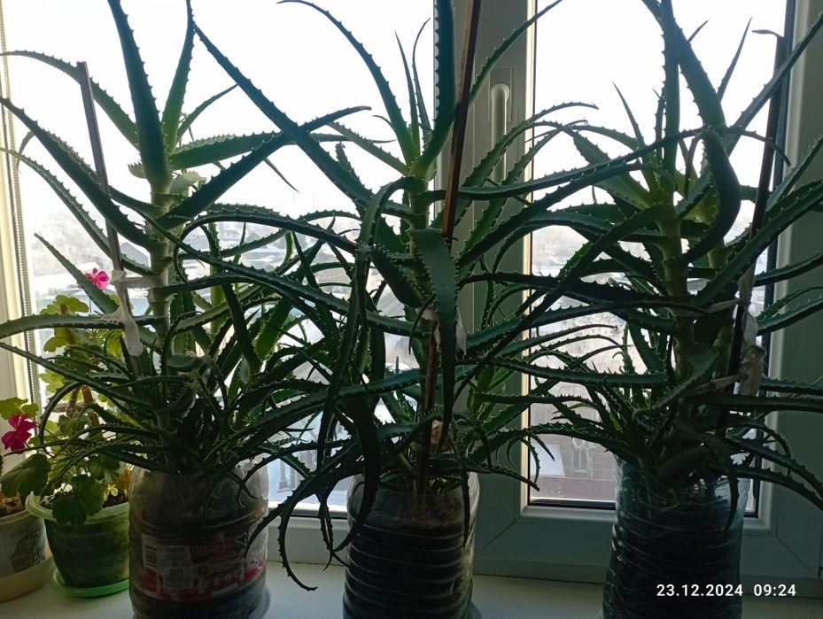 Продам алоэ 4 года