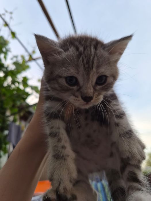 Котята бесплатно котики