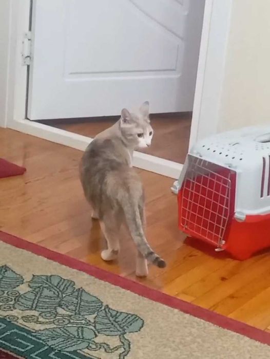 Передержка кошек котят