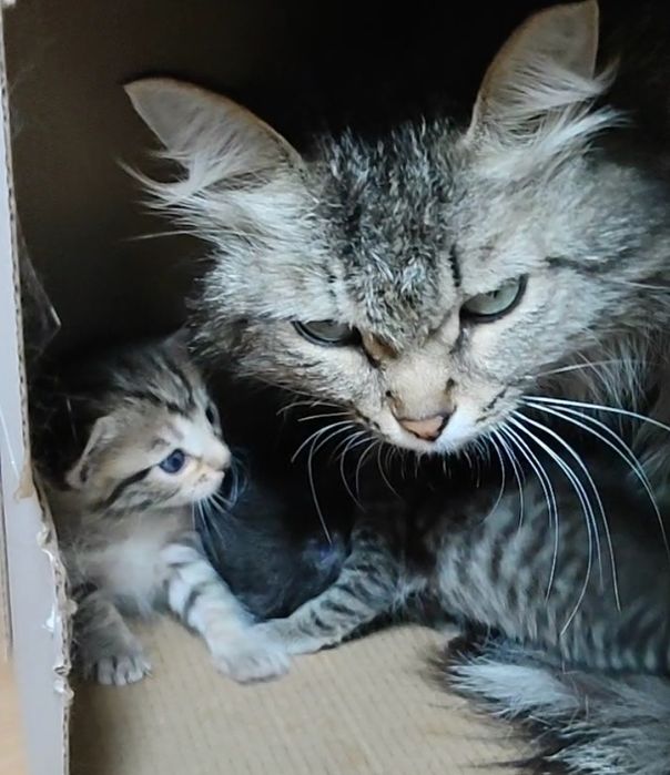 Симпатяга котята