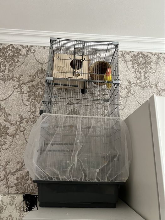 попугай неразлунчики