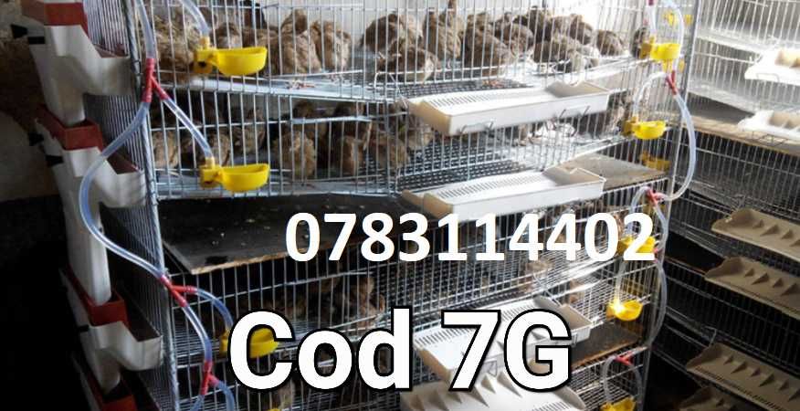 Prepelite gaini pui fazani gaste rate pasari-ADAPATORI-Cu nivel fix-7G