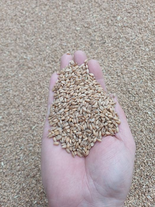 Бидай пшеница сухая, чистая