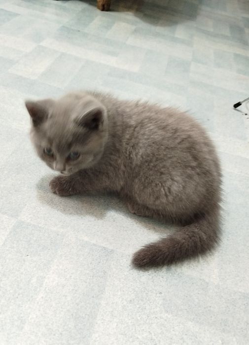 Продаются котята