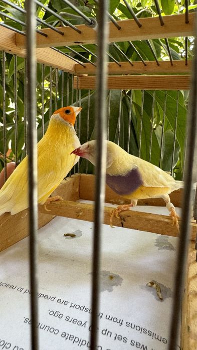 Амадина гульда