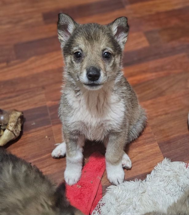 Щенята 2 месяца. Девочки и мальчики