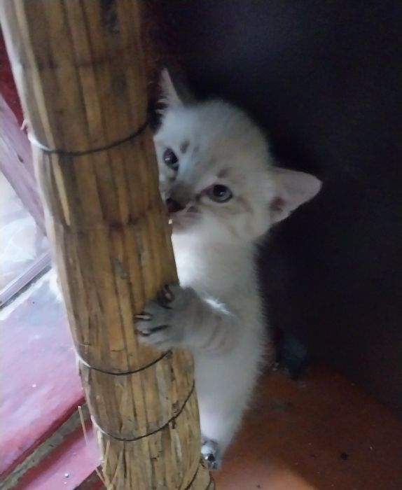 Продам котят породы Невская маскарадная.