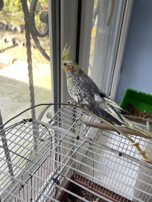 Птица папугай Корелла