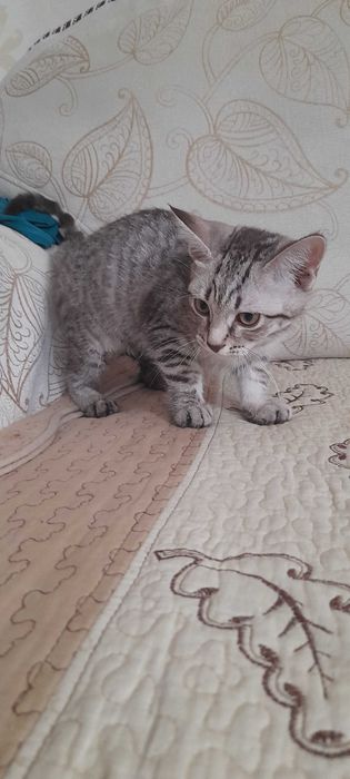 Котенка в добрые руки
