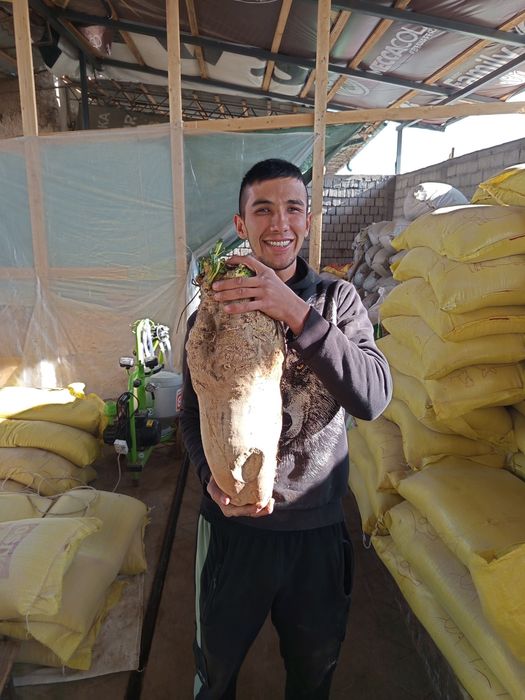 Qand lavlagi mol qoʻy quyonlar uchun