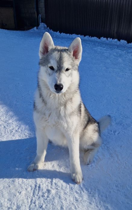 Красавица малышка от Чемпионов!