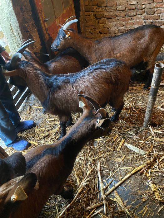 Vând 4 capre și 2 țapi alpin francez