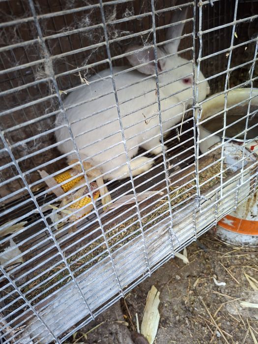 Продавам зайци различна възраст и породи