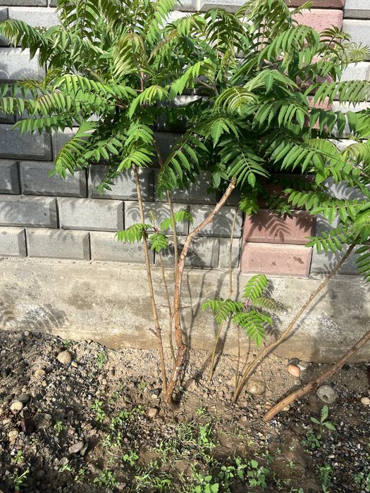 Продам саженцы дерева Сумах