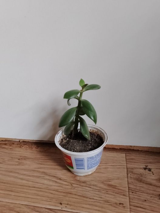 Денежное дерево, толстянка