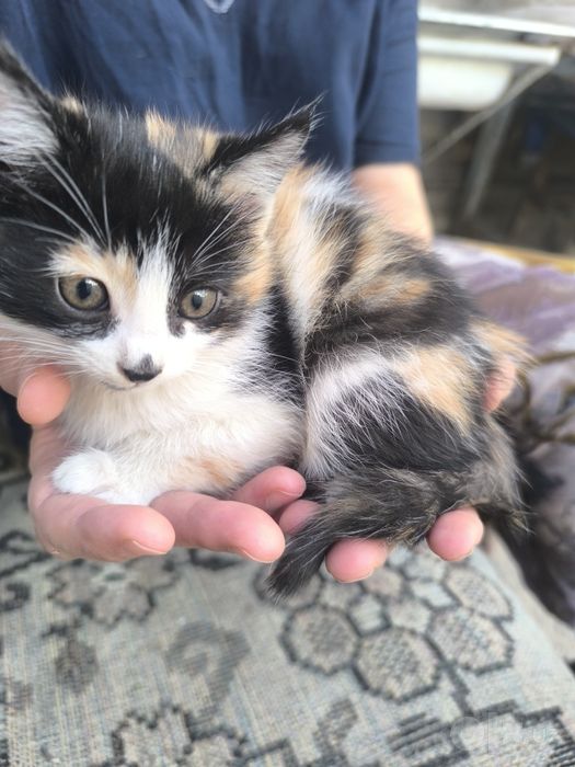 котята бесплатно. в хорошие руки!