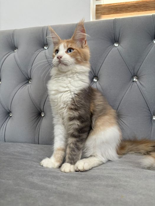 Fetita maine coon