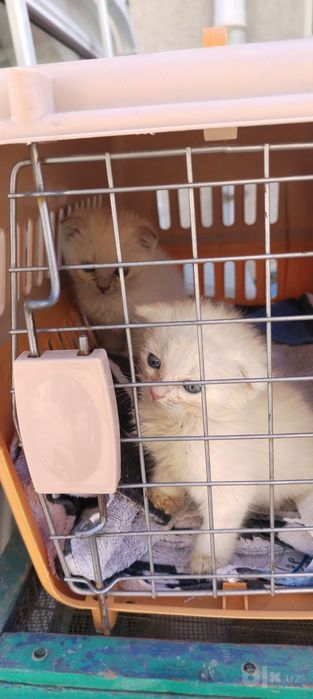 Продам Шотландских котят