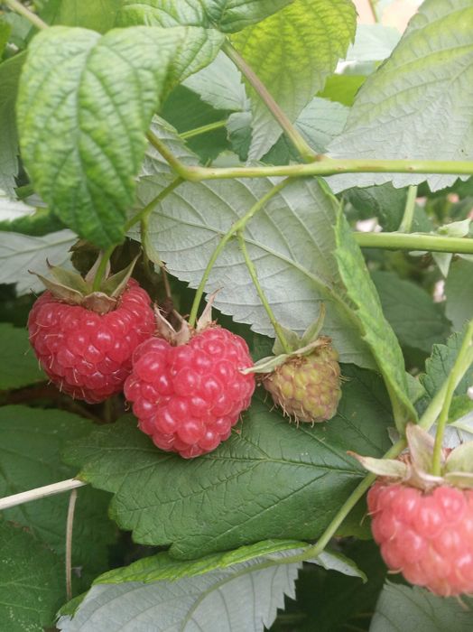 слива,абрикос,малина