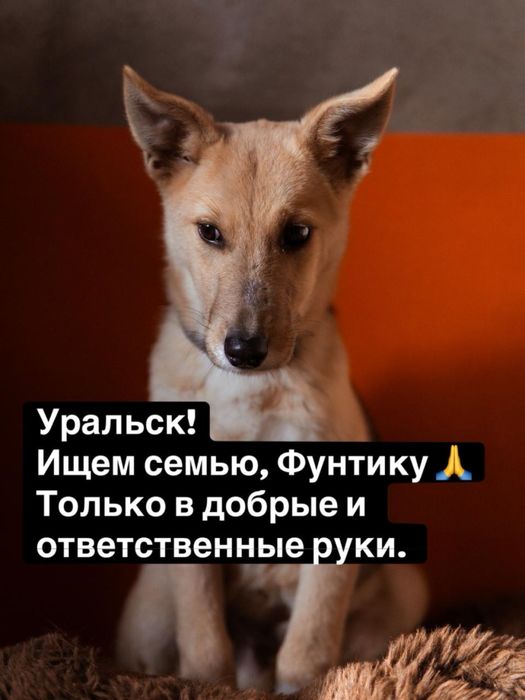 Отдам в хорошие добрые руки щенка