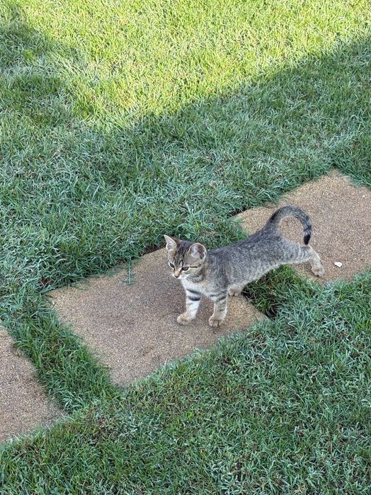 Timisoara- pisicuti spre adoptie