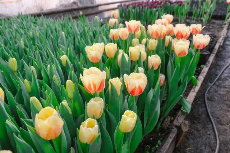 Оптом и в розницу тюлпаны