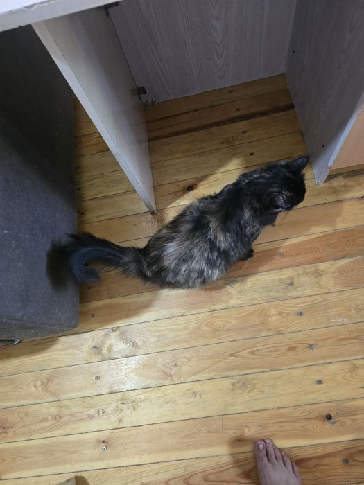 Котята 3 месяца рыжие мальчики