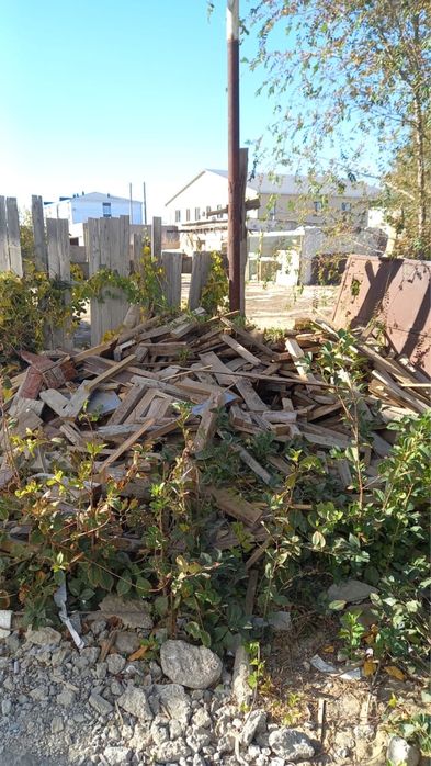 Отын агаштары тегін