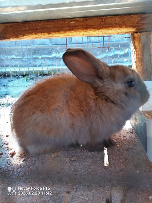 Sotiladi srochniy 45kunlik erkak