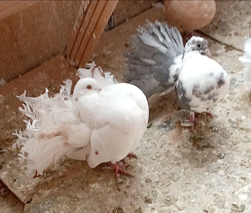 Голуби павлины самцы