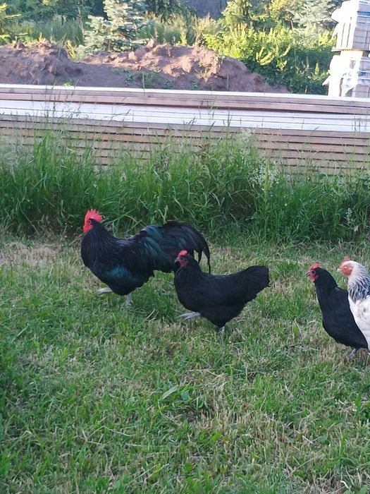 Australorp caută alta casa