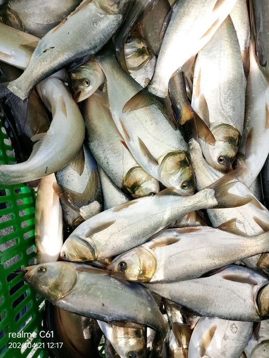 TCT FISH CLUSTERda yetishtirilgan baliq chavoqlari kelishilgan narxda