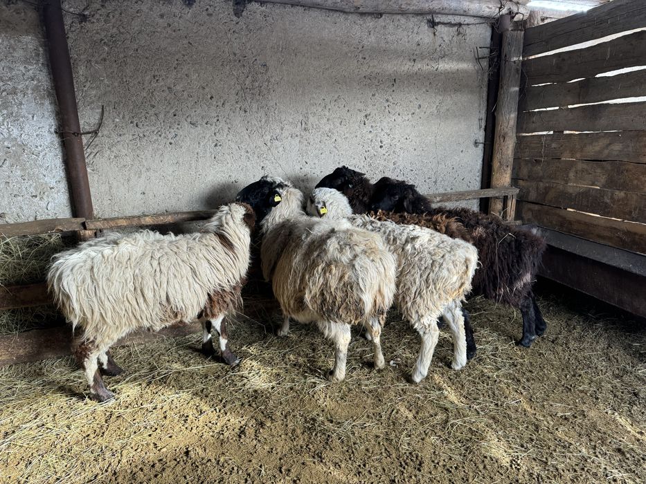 Продам баран с откорма и на развод