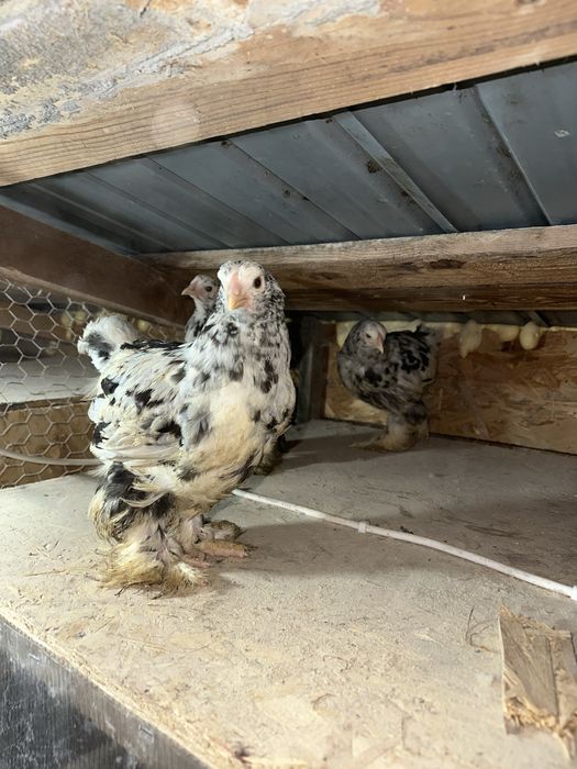 Disponibili 3 pui brahma bobat