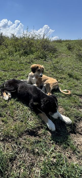 тазылар, күшіктер