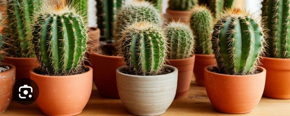 Кактусы кактусы.