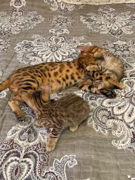 Бенгальские котята девочки