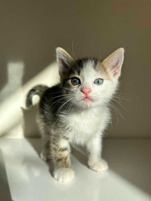 Коте на 1 месец търси своя дом