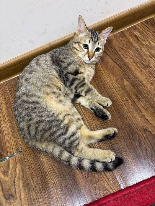 Котёнок, мама сиамская