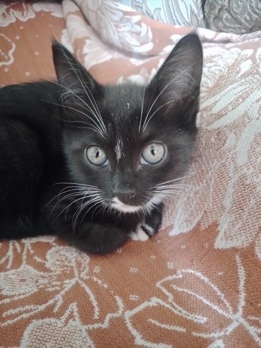Отдам котёнка в добрые руки