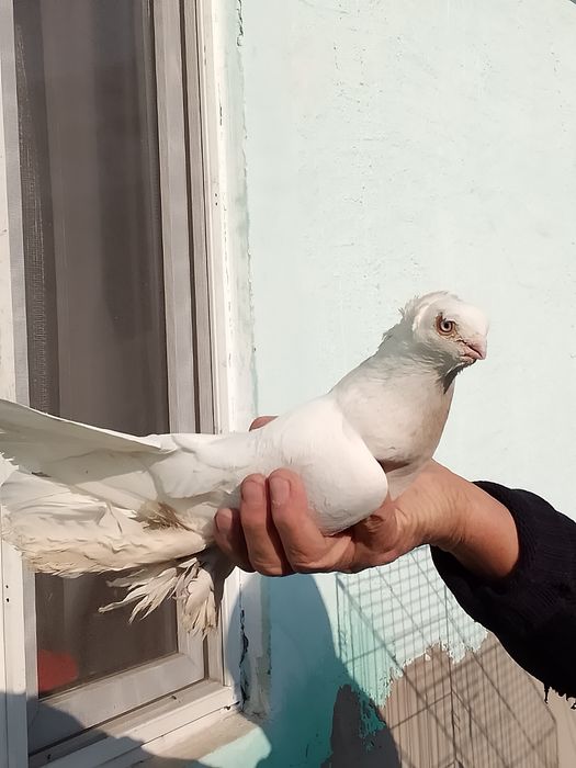 Продам голуби тараз
