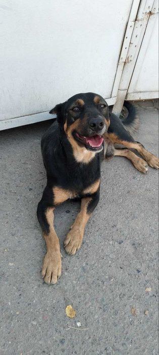 Отдам в добрые руки КОБЕЛЬ