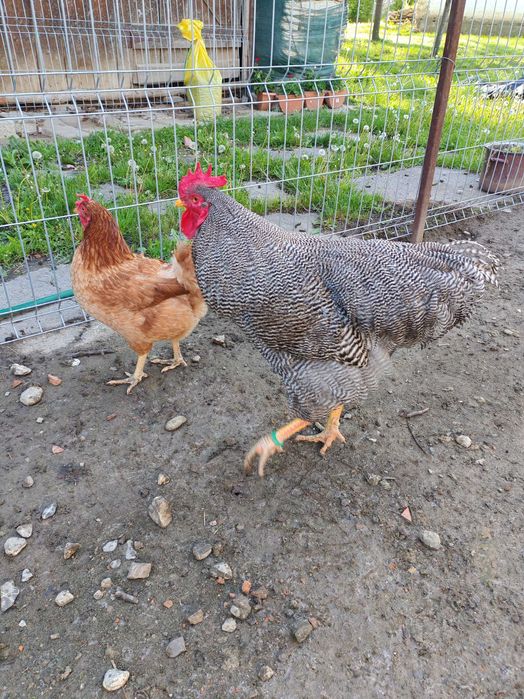 Cocos Plymouth rock barat