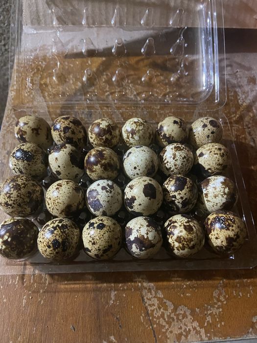 De vânzare  oua de prepelită