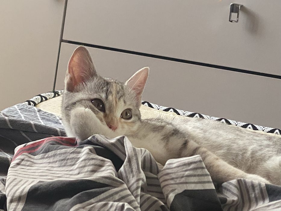 Отдам котенка бесплатно